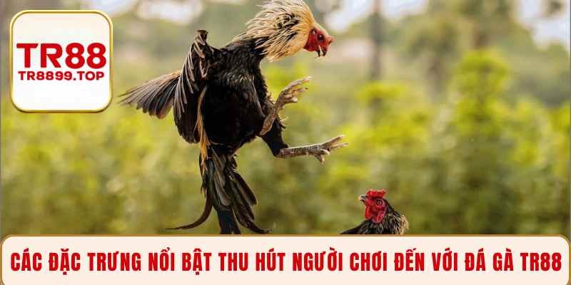Các đặc trưng nổi bật thu hút người chơi đến với Đá gà TR88
