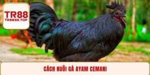 Cách nuôi gà Ayam Cemani