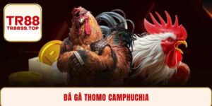 Đá gà thomo camphuchia