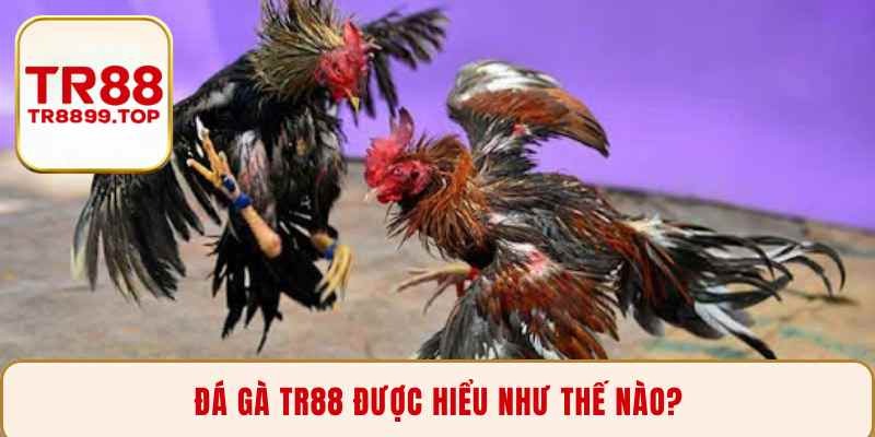 Đá gà TR88 được hiểu như thế nào?