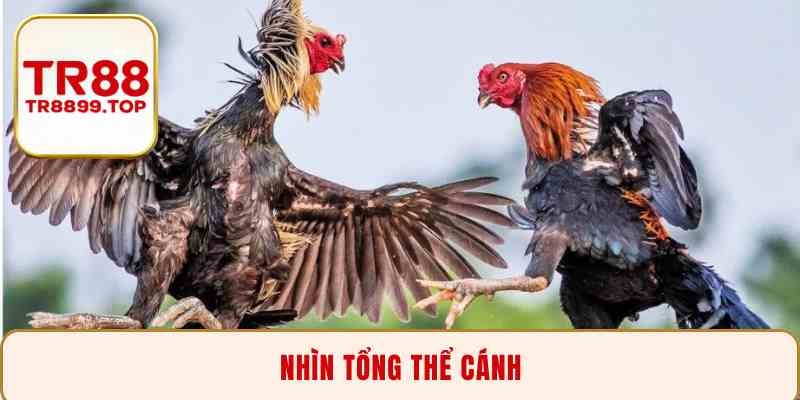 Nhìn tổng thể cánh
