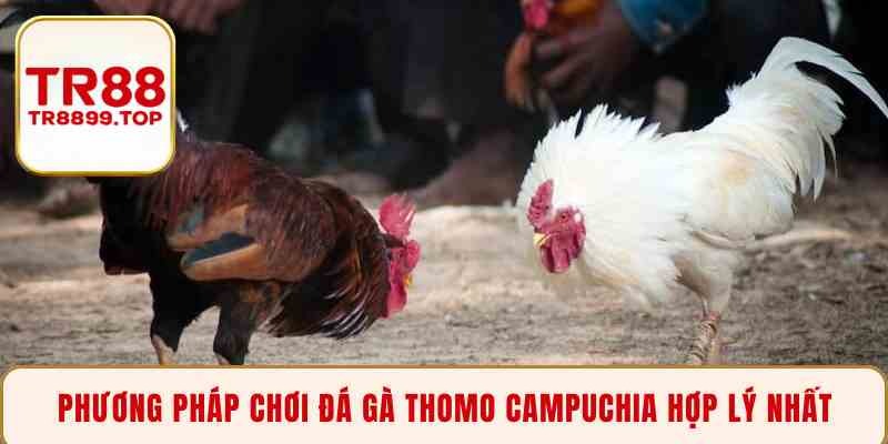 Phương pháp chơi đá gà Thomo Campuchia hợp lý nhất