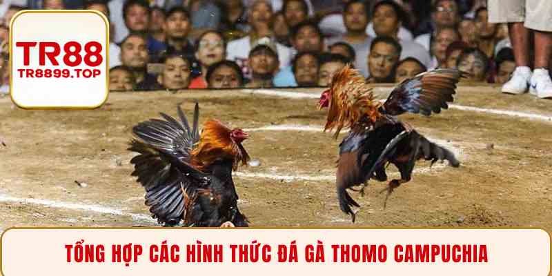 Tổng hợp các hình thức đá gà Thomo Campuchia