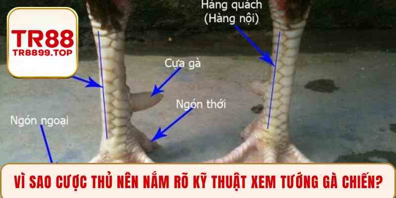 Vì sao cược thủ nên nắm rõ kỹ thuật xem tướng gà chiến?